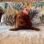 Toy Poodle safkan bebeklerimiz